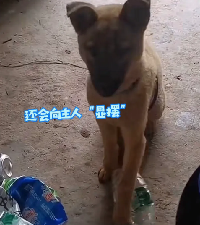 重庆一小伙捡了一只流浪狗回家,没想到这只流浪狗后来成了网红狗