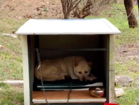 看门犬尽职尽责却不被重视,后来失踪9天独自找回家,赢得了尊重