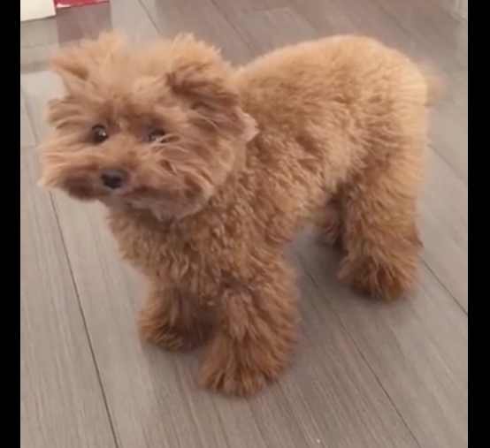 狗狗刚醒来毛发很乱,看上去就像个小疯子,搞笑又好玩儿,凌乱美?