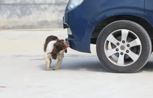 帅炸了!德州警犬出圈,全省第一!