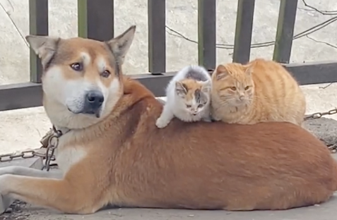 两只猫咪趴在狗狗身上取暖!狗:多了条被子,猫:多了个垫子