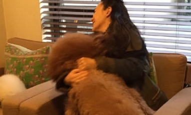 大型犬互扑 | 两只巨型狗狗强势扑倒主人，一共两百多斤，真是甜蜜的负担啊