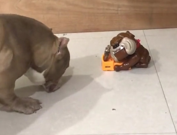 主人新买来个狗狗喂养器,結果给家中的恶霸犬吓傻了!