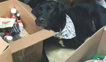 狗狗被收留一个月后仍不高兴，出现意外发觉的一封信，解释了所有原因