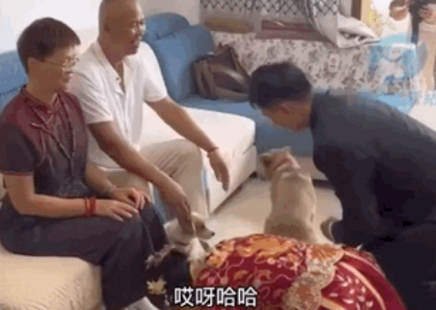 新郎婚礼上改口岳父叫爸爸,狗狗正襟危坐秒回应:汪汪汪!
