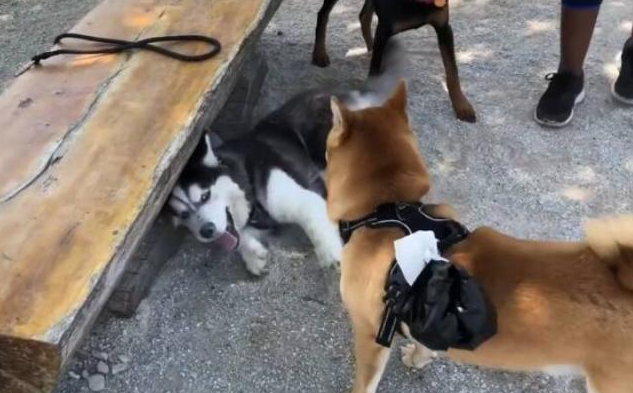 哈士奇住宅小区很是猖狂,直至道上遇到“高加索犬”,接下去一幕脸丢变大