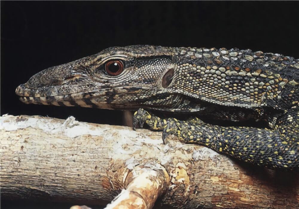 粗脖巨蜥身份信息