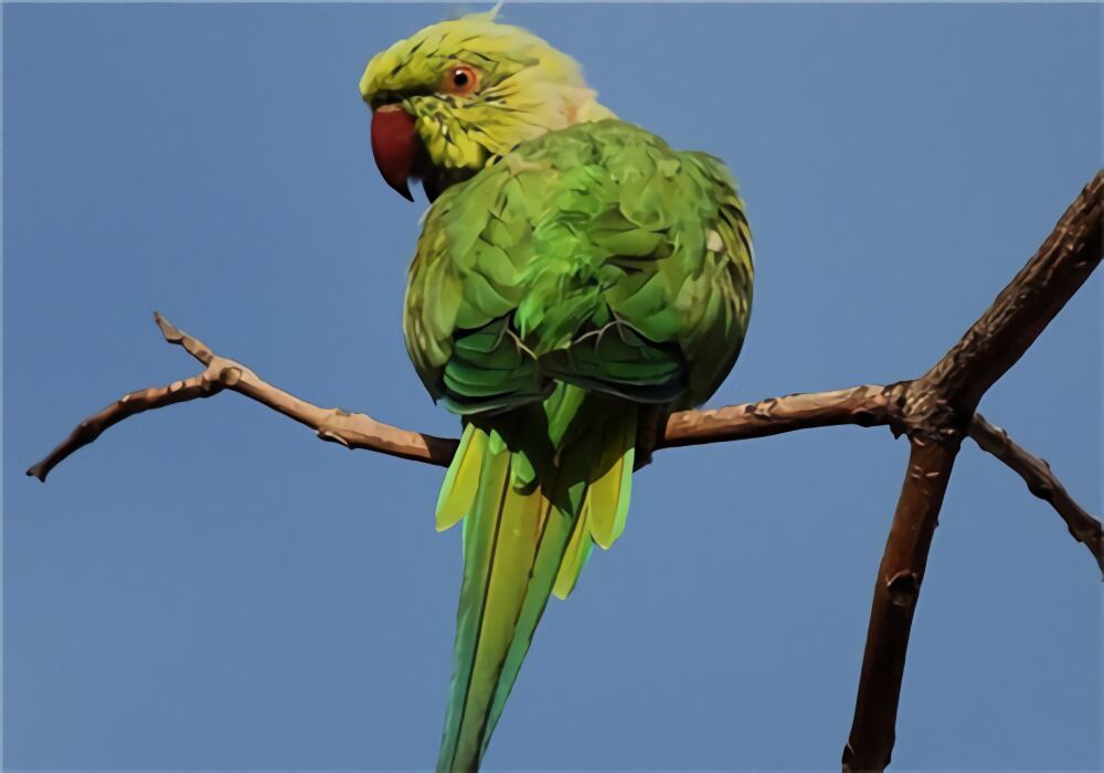 环颈鹦鹉身份信息