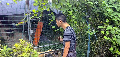 快递小哥自掏腰包建狗舍 收留数只流浪狗