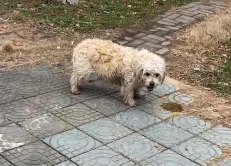 捡到一只怀孕流浪狗，带它去做绝育手术，这么做有错吗？