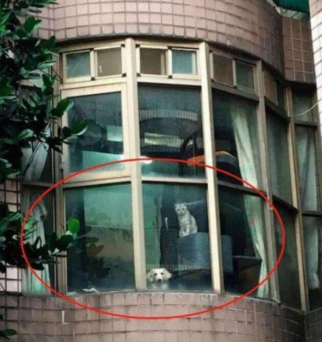 主人下班回家,远远看到自家的猫狗在窗台上:那个傻子回来了
