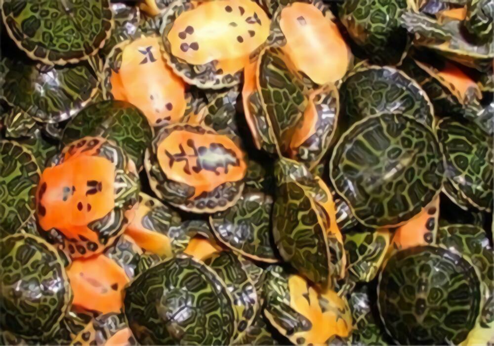 甜甜圈龟身份信息