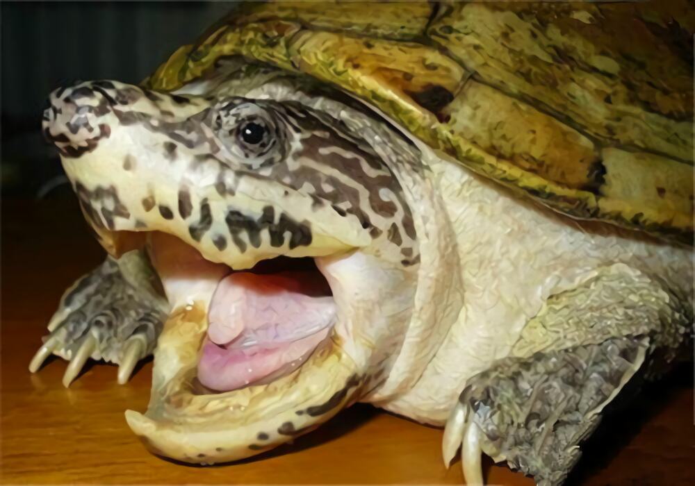 巨型麝香龟身份信息