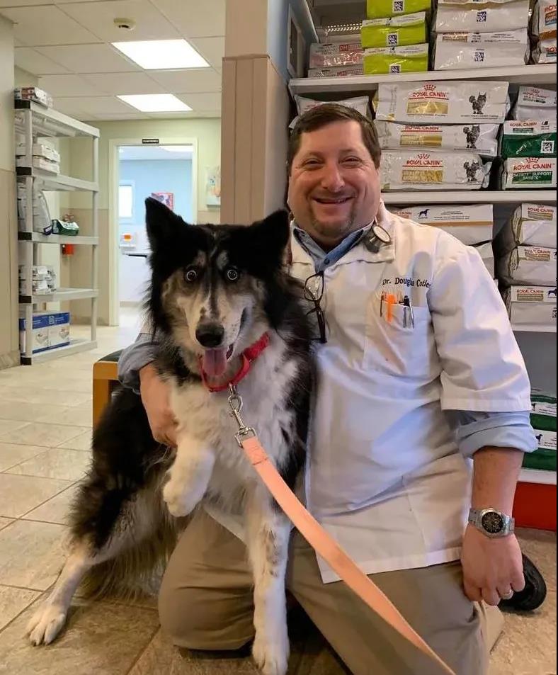 哈士奇因太丑被抛弃,网友:这么可爱的狗子,给我养啊!