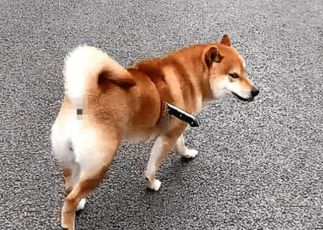 柴犬身上插着把刀流着血,路人想去救助,蹲下瞧了一眼却默默走了