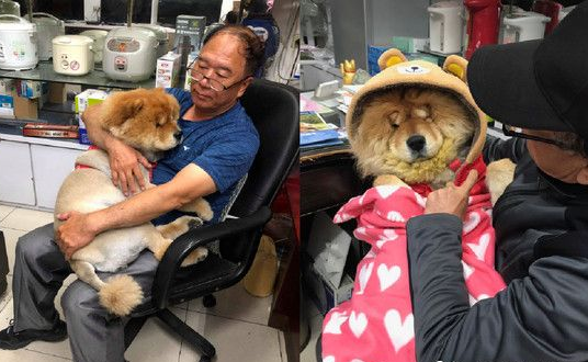 超黏阿公鬆狮犬 逐渐取得正宫女儿地位