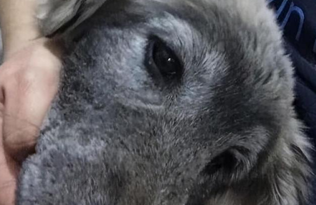 捡到的狗狗发现奇怪的癖好,知道原因后心疼