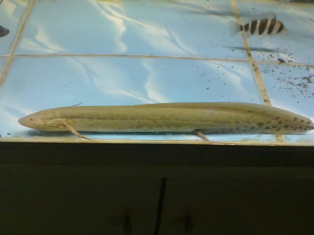 非洲肺鱼身份信息