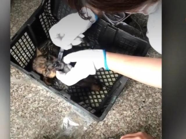 苏州一快递站宠物盲盒发臭:21只猫狗死亡 发货3天后因违规退回