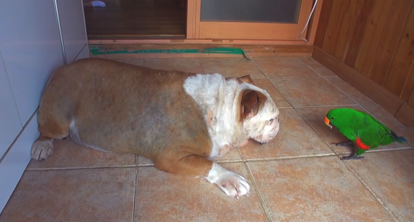 小鹦鹉每天吐物品给小狗吃，小狗照单全收，年胖24斤愁坏主人家