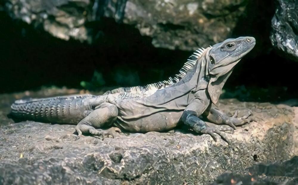 刺尾鬣蜥身份信息