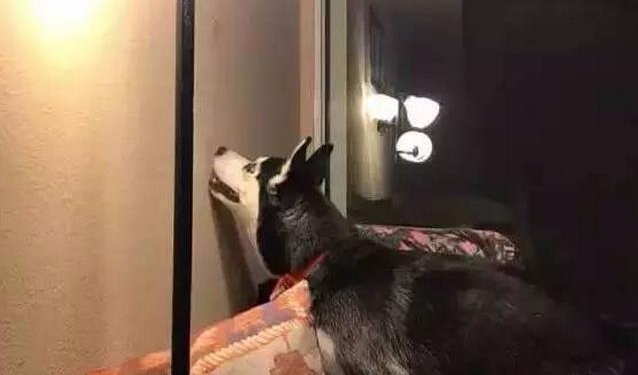大半夜客厅传来狗狗嚎叫，主人一查墙壁哭笑不得！