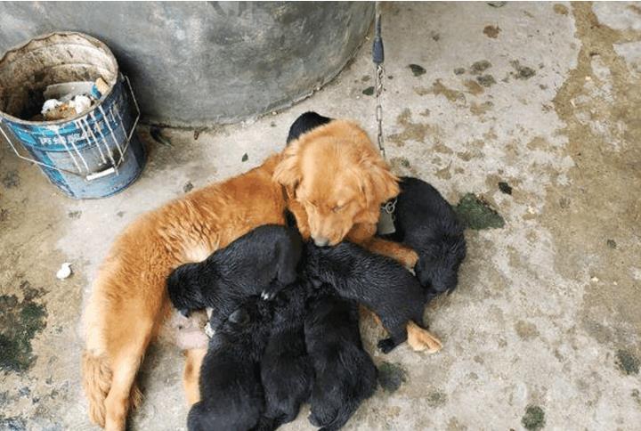 金毛生了7只小狗崽后, 宠主特别郁闷, 千防万防没能防住隔壁家里藏獒