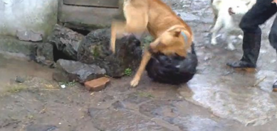 比特犬下乡爆打乡下狗,遭遇几十兄弟围堵复仇,媲美欧美大片