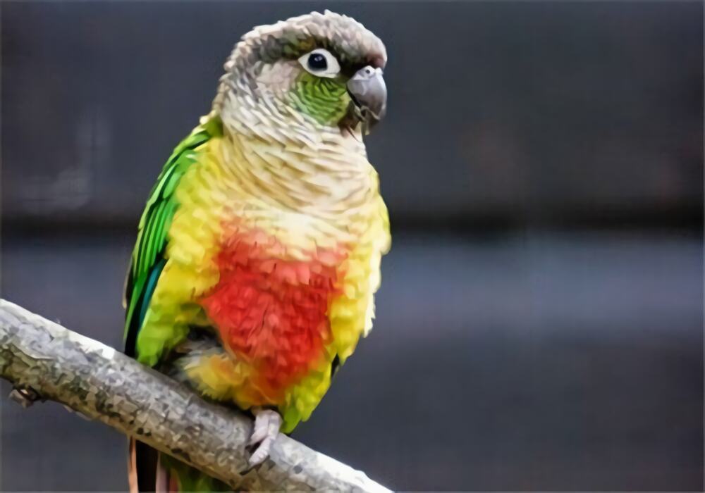 绿颊锥尾鹦鹉身份信息