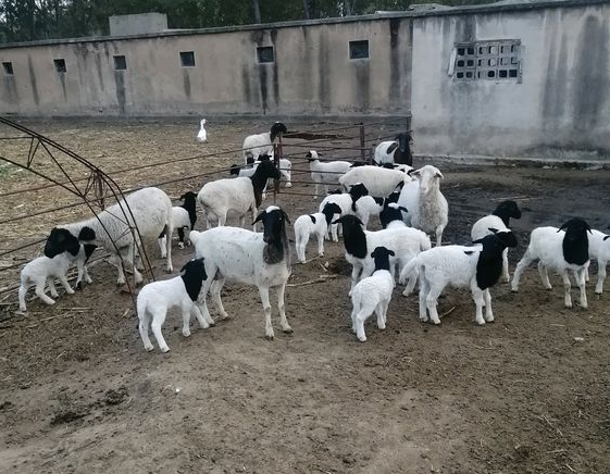 自小刚开始塑造德牧放羊,未来把羊群交到它,狗:挺有工作压力!