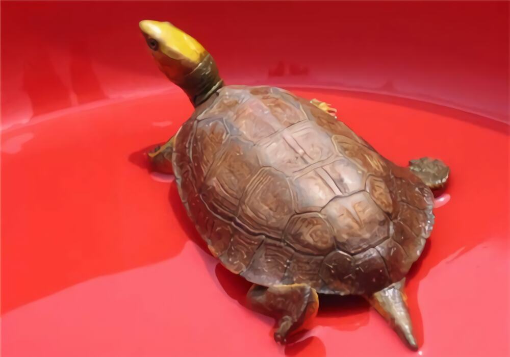 金头闭壳龟身份信息