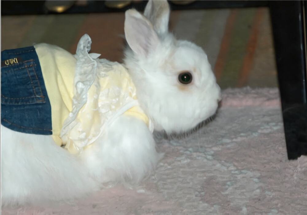 洁西伍莉身份信息