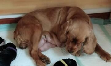 金毛生下一堆小奶狗,一脸生无可恋的表情:咋是这颜色,不喂了!