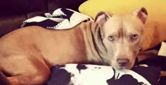 十二名壮汉从民宅捕走一只斗牛犬,只因有投诉听说这类狗很凶?