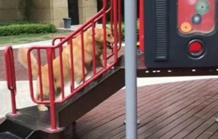 金毛不敢玩滑梯,主人假装晕倒,狗子冲上滑梯救主人