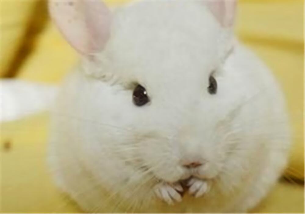 纯白龙猫身份信息