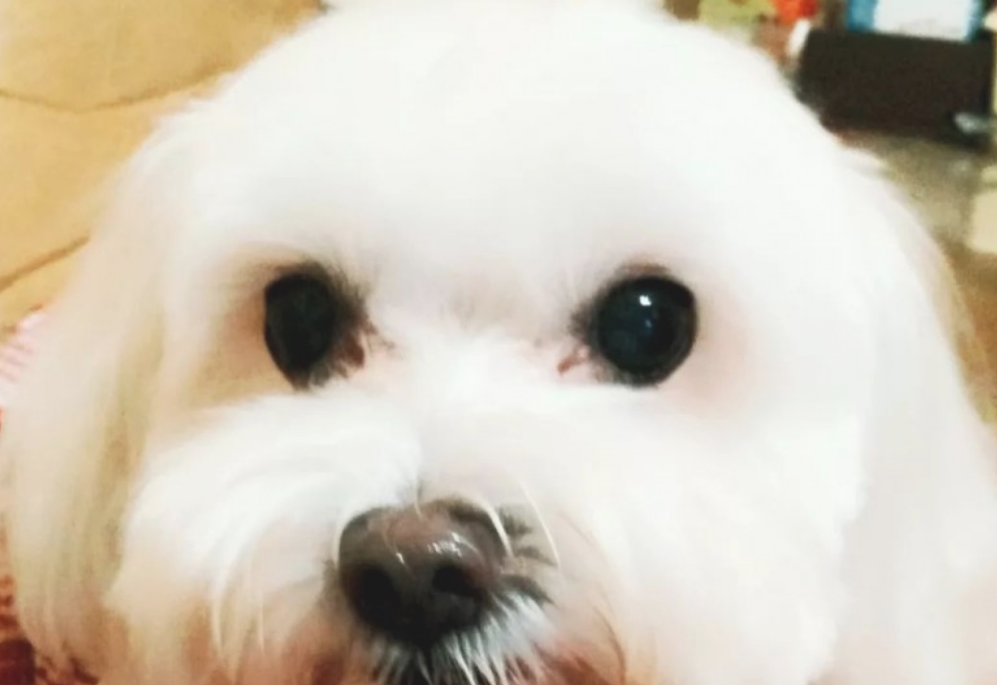 爱犬过世大半年,本认为已不伤心的她,见到这一刻一瞬间泪崩……