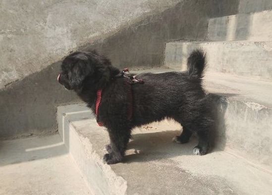 街头碰到只流浪狗，把它带大街上后殊不知那么乖，女生：这下捡到宝了