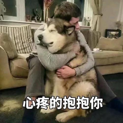 分手就弃养?狗狗做错了什么!我劝这类人还是别害狗了吧!