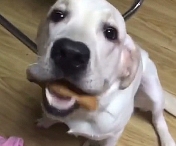 狗狗偷食披萨被抓包,主人一句话,狗狗吓得立刻呕吐出去