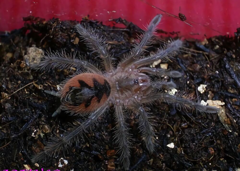 巴西粉红食鸟身份信息