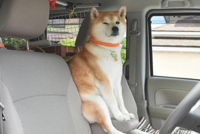 柴犬每一次乘车时,都是坐在前坐椅的护栏上