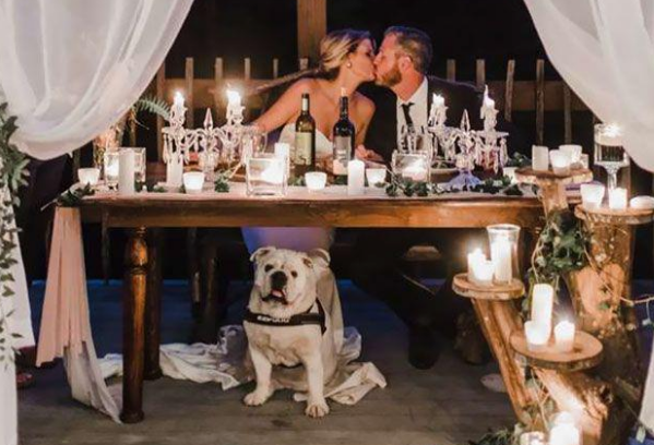 主人带爱犬见证婚礼,可这只“愚蠢的”狗狗