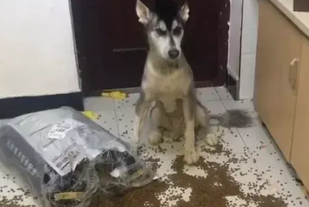 阿拉斯加狗狗在家里撒狗粮,宠主回家后血压瞬间升高,要吃吗?