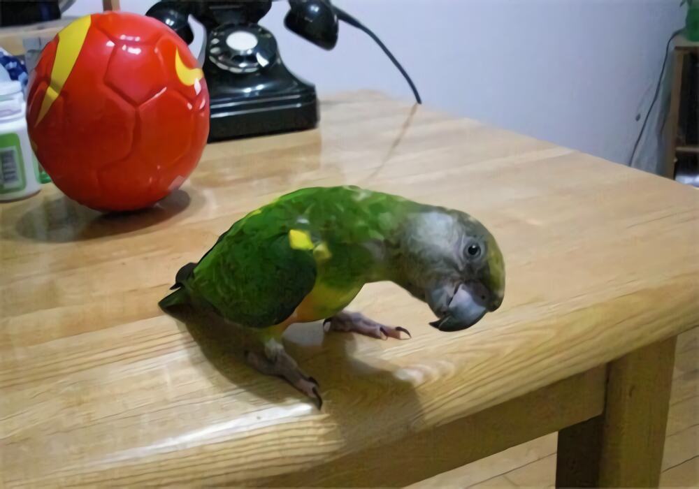 塞内加尔鹦鹉身份信息