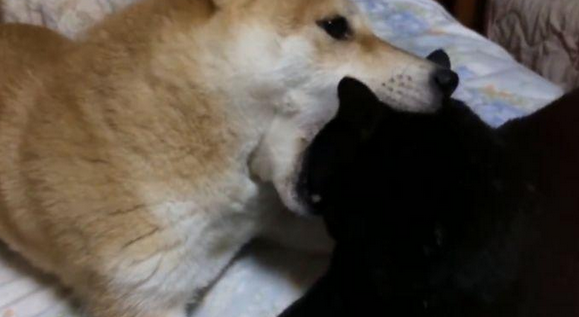 柴犬不把猫咪当回事儿,每日变着花式戏弄猫咪,猫:由谁来拯救朕?