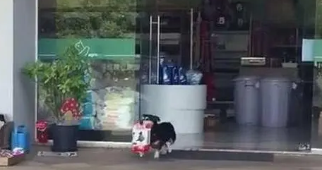 宠物店偶遇小柯基,叼起狗粮就跑了