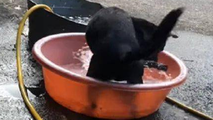 狗子自小喜爱坐水槽玩乐,結果第一次碰到下雨吓住脚软哆嗦:救我!