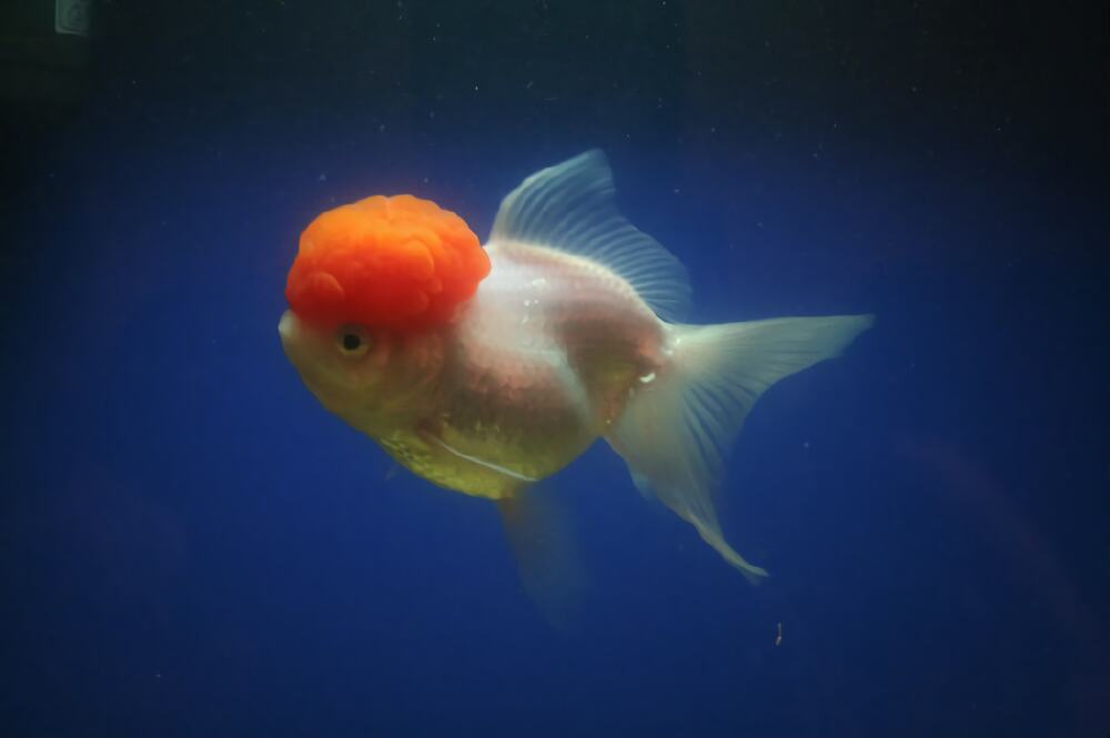 鹤顶红金鱼身份信息