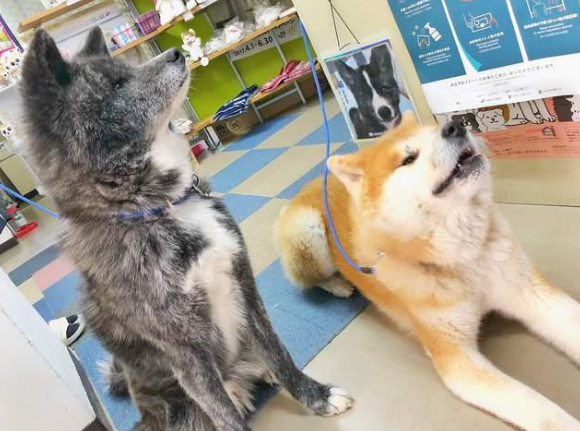 秋田犬陪主人上班总爱撒娇,近80斤却还觉得自己是个宝宝
